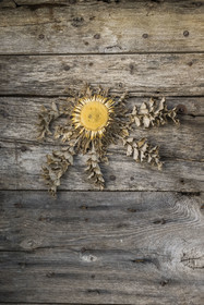 France, Hérault (34), les Causses et les Cévennes, paysage culturel de l'agro-pastoralisme méditerranéen inscrit au Patrimoine Mondial de l'UNESCO, Saint-Maurice-Navacelles, le Cirque de Navacelles, le hameau de Navacelles, Carline à feuilles d'acanthe (Carlina acanthifolia) appelée Cardabelle dans le Larzac et souvent accrochée aux portes des maisons en guise de porte-bonheur et de protection