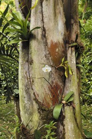 Brasil, Minas Gerais state, Brumadinho, Centro de arte contemporanea Inhotim (contemporary artwork center)
