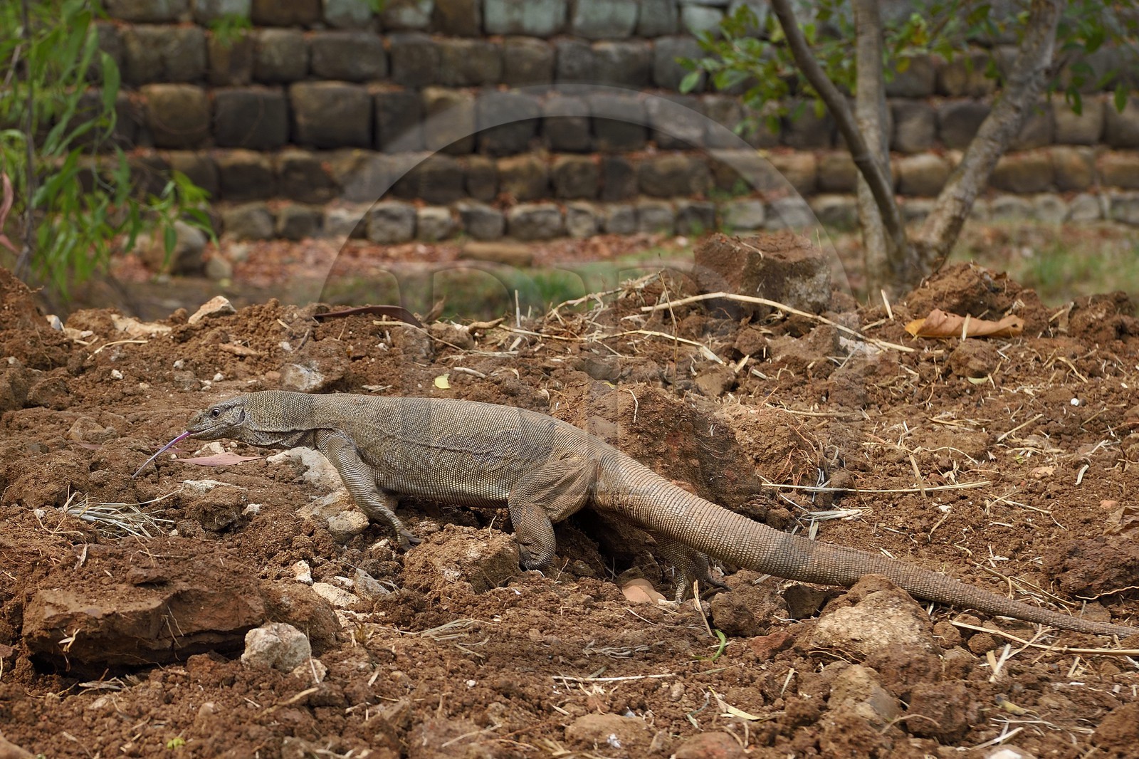 Sri Lanka, province centrale, district de Matale, Sigiriya, varan du Bengale (Varanus bengalensis)
