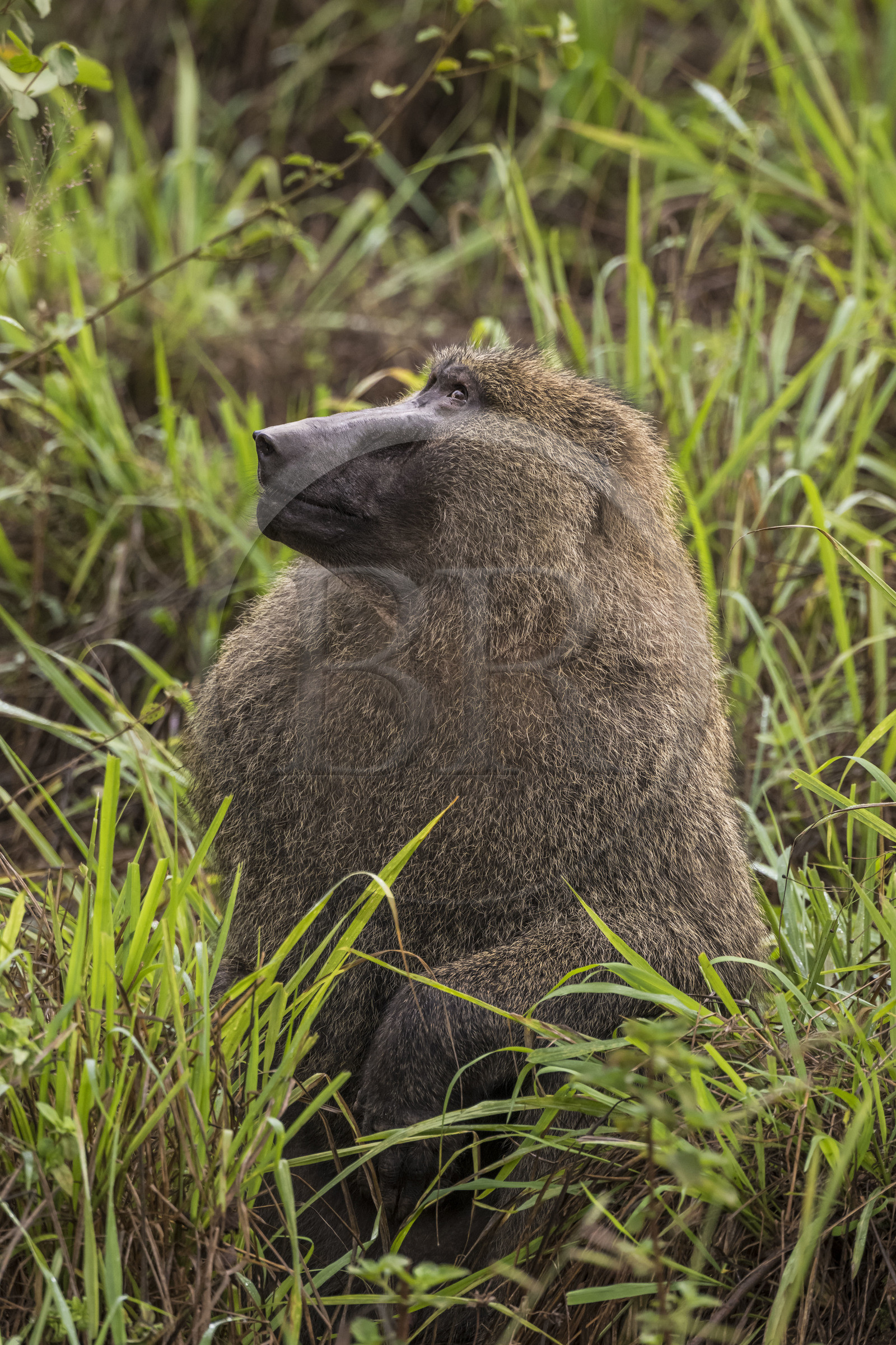 Rwanda, Parc national de l'Akagera, babouin olive (Papio anubis)