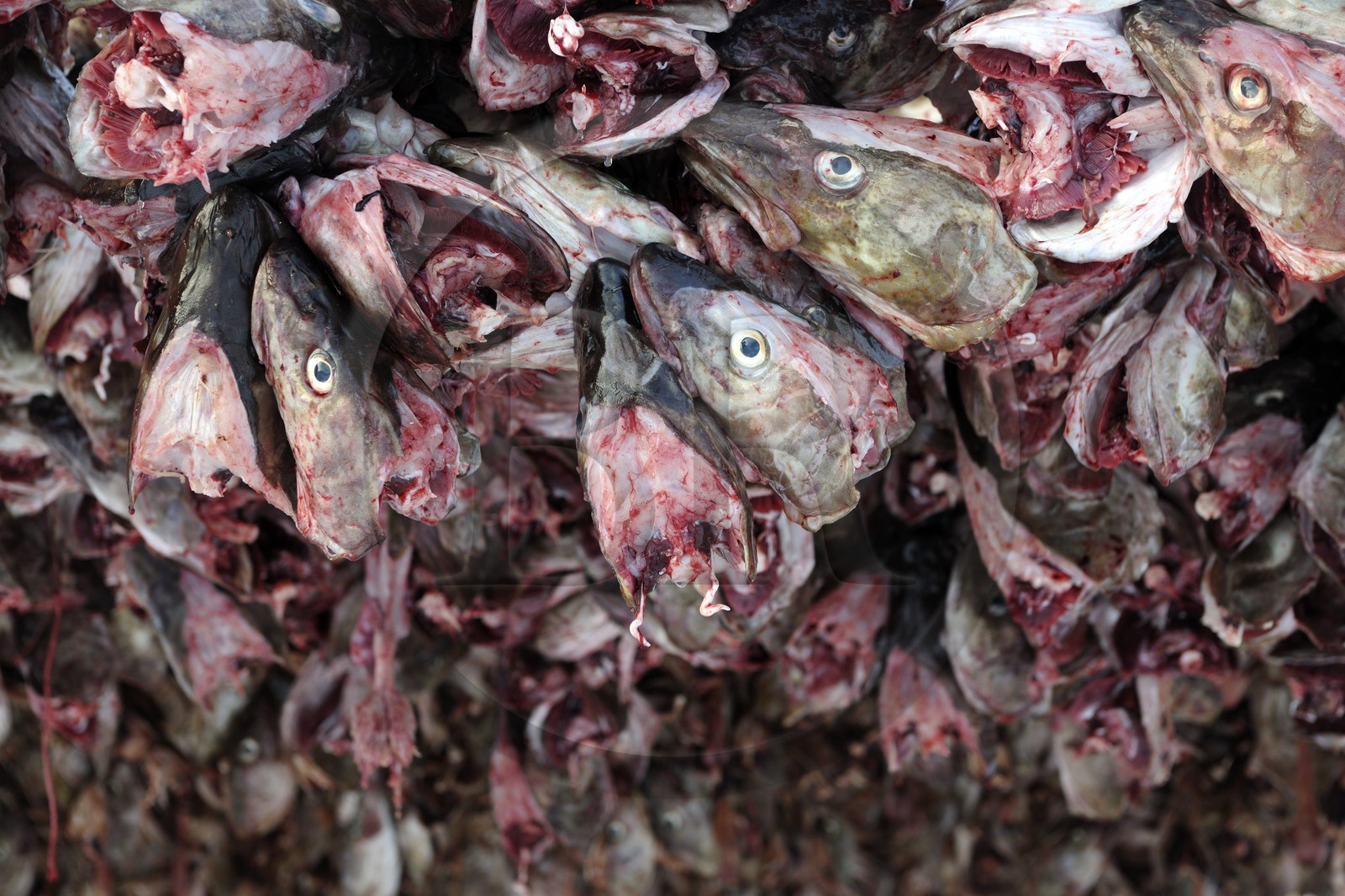 Norvège, Nordland, Iles Lofoten, Ile de Moskenes, le port de pêche de Reine, accrochage de têtes de cabillaud (morue) pour le séchage