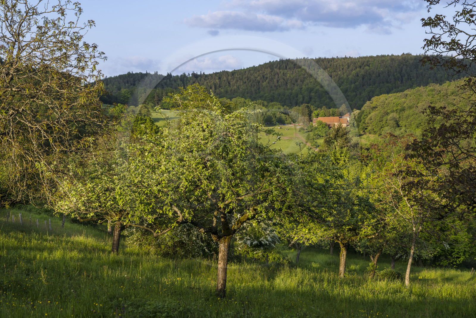 France, Bas-Rhin (67), Parc naturel régional des Vosges du Nord, Lembach, vergers du Fleckenstein et ferme restaurant Au Gimbelhof en arrière plan
