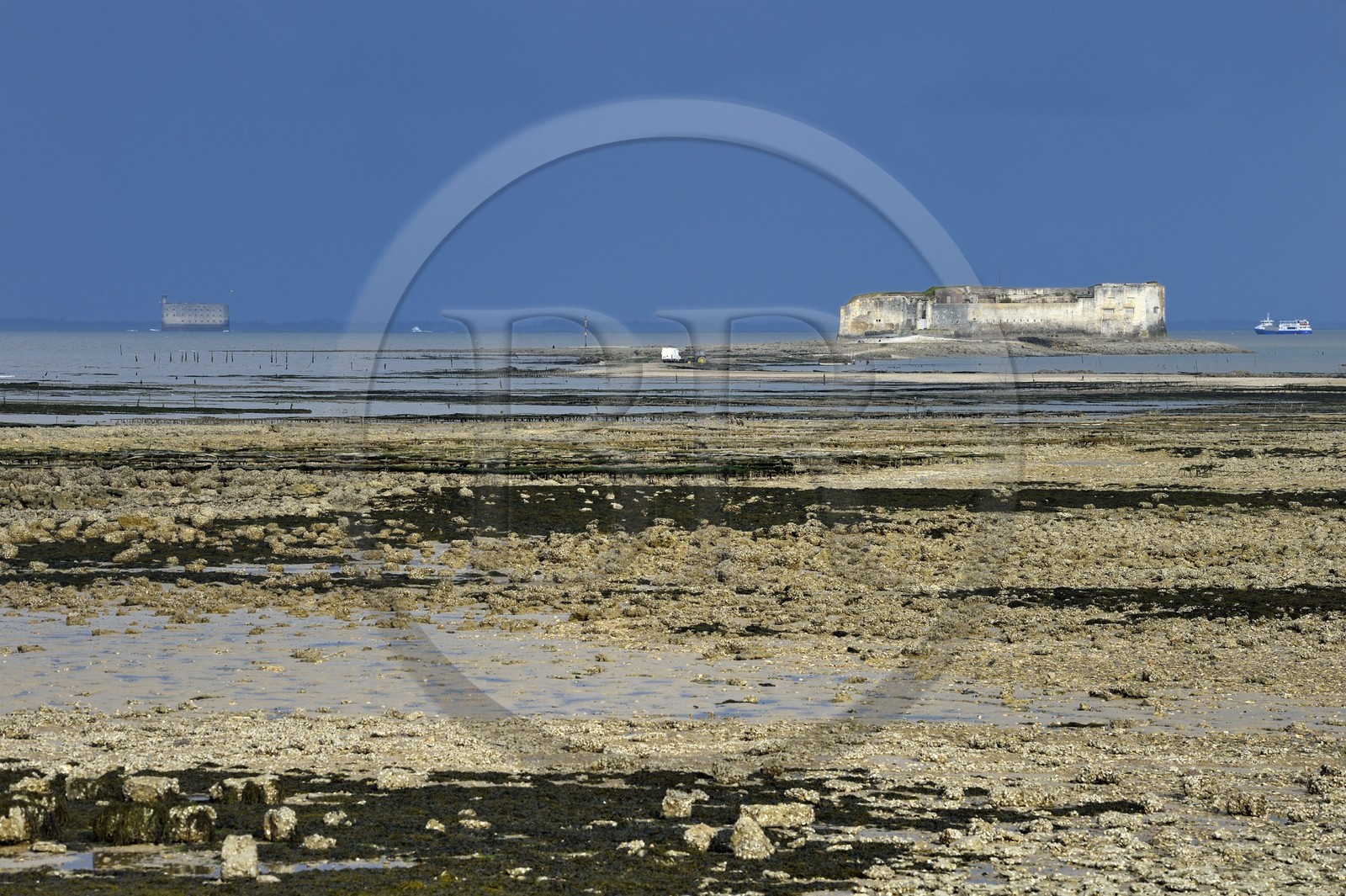 France, Charente-Maritime (17), Fouras, la Pointe de la Fumée à marée basse, le Fort Enet et le Fort Boyard en arrière plan