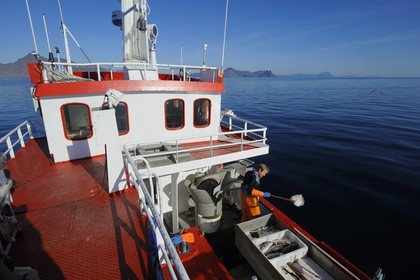 Norvège, Nordland, Îles Lofoten, pêche à la ligne professionnelle
