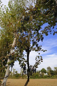 Portugal, région du Minho, Guimaraes, vigne montante sur les arbre traditionnelle de la region