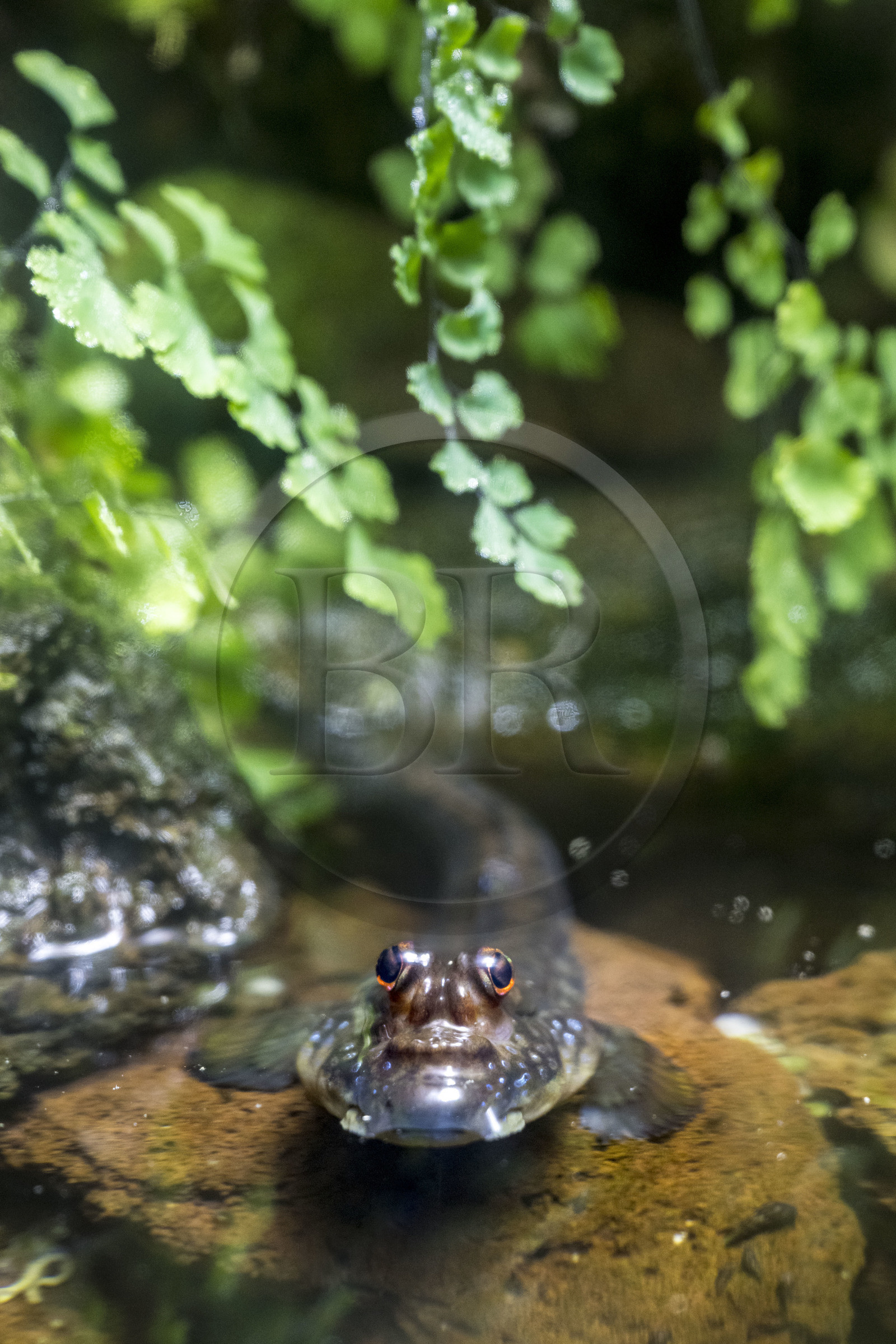 Espagne, Catalogne, Barcelone, Port Vell, l'aquarium, sauteur de vase atlantique (Periophthalmus barbarus)