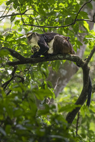 Rwanda, Province de l’Ouest, Nyakabuye, Parc national de Nyungwe, forêt tropicale humide naturelle de Cyamudongo, Cercopithèque de Dent (Cercopithecus denti) femelle avec son petit