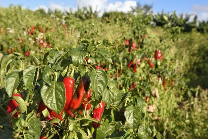 France, Ile de la Reunion, côte sud, Petite-Ile, culture du piment rouge de la Réunion
