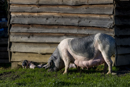 France, Pyrénées-Atlantiques (64), Pays-Basque, vallée des Aldudes, élevage en plein air Pierre Oteiza de porcs basques de race pie noir pour la production du jambon Kintoa AOC, cochette (jeune truie) et porcelets