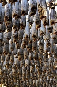 Norvège, Nordland, Îles Lofoten, port de Ballstad dans l'île de Vestvagoy, séchage de la morue