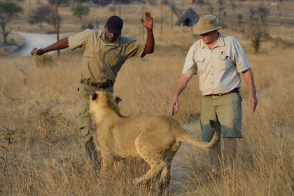 Zimbabwe, Midlands Province, Gweru, Antelope Park home to ALERT (African Lion and Environmental Research Trust), lion walk through the bush, the managing director Gary Jones and his guides - handlers