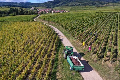 France, Haut-Rhin (68), Route des vins d'Alsace, Ribeauvill