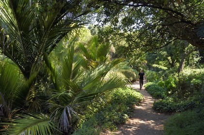 France, Var, Le Rayol Canadel sur Mer, Domaine du Rayol, Conservatoire du Littoral Estate compulsory mention, Jardin des Mediterranees designed by landscaper Gilles Clément, the New Zealand Garden
