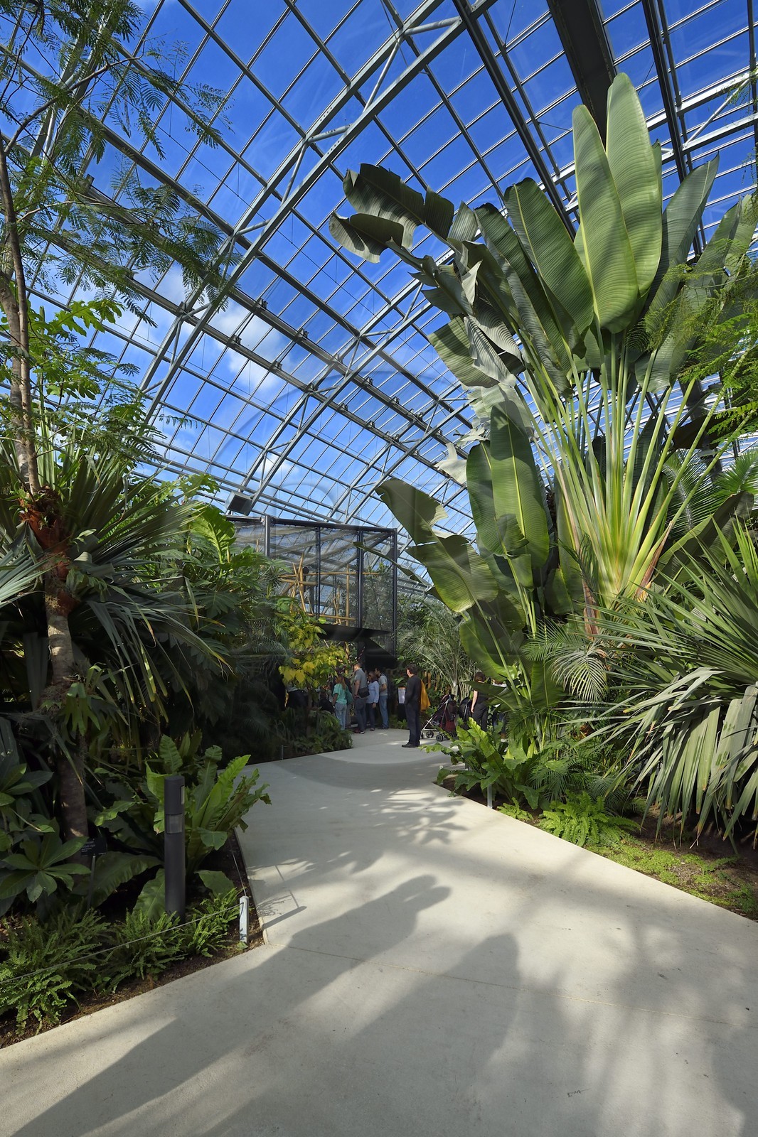 France, Paris (75), Le Parc zoologique de Paris (Zoo de Vincennes), restitution de la végétation tropicale dans la Grande Serre dans dans la biozone Guyane