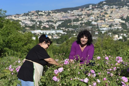 France, Alpes-Maritimes, Grasse, Centifolia rose picking in the horticulturist Constant Viale flower field by the Gypsy Nini Lafleur (purple vest)