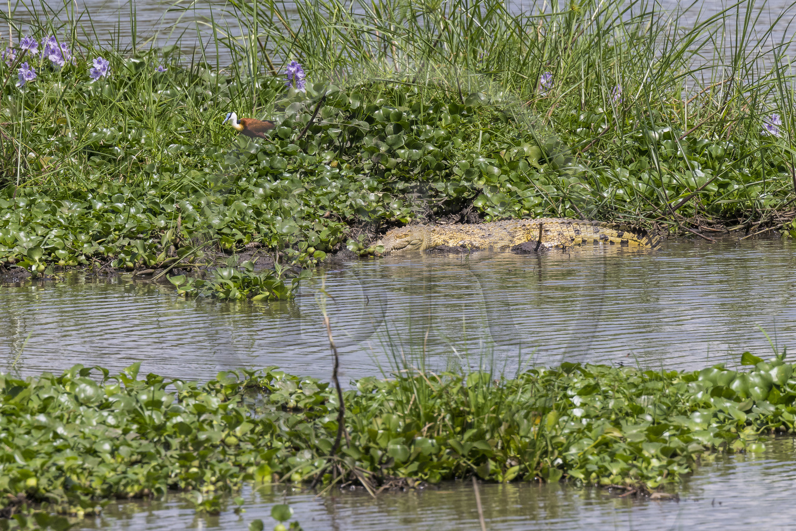 Rwanda, Parc national de l'Akagera, le lac Hago, jeune crocodile du Nil (Crocodylus niloticus) et jacana à poitrine dorée (Actophilornis africanus) Rwanda, Parc national de l'Akagera, le lac Hago, jeune crocodile du Nil (Crocodylus niloticus) et jacana à poitrine dorée (Actophilornis africanus)
