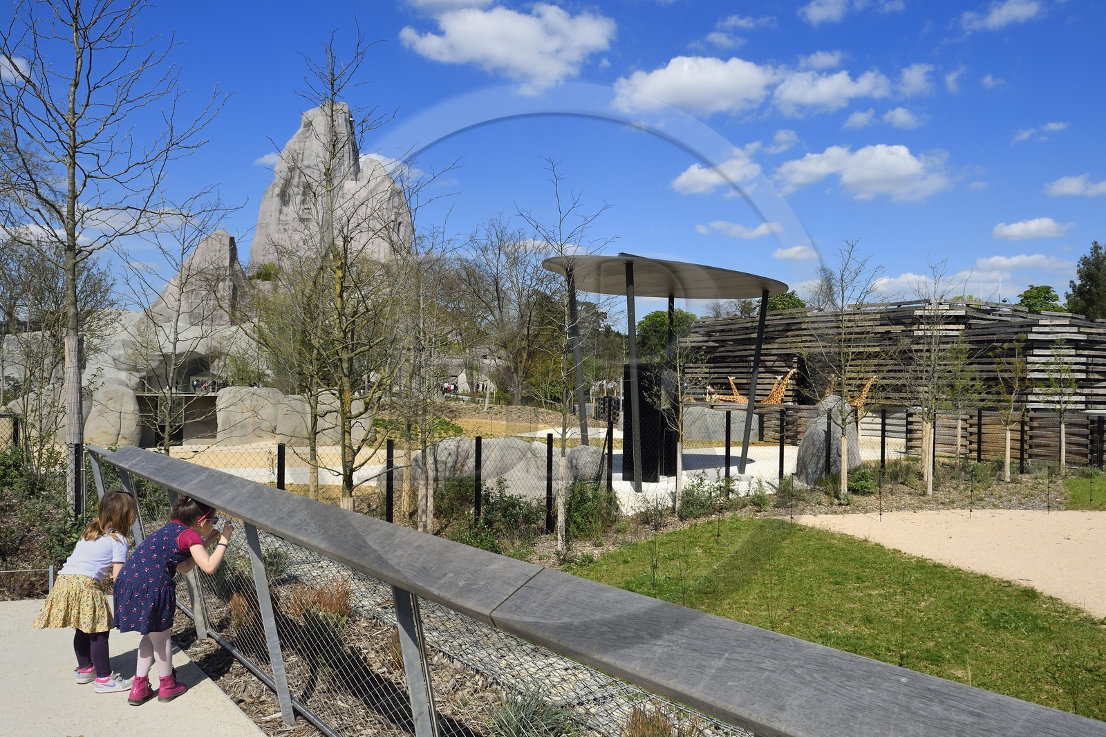 France, Paris (75), Le Parc zoologique de Paris (Zoo de Vincennes), le groupe des seize girafes (Giraffa camelopardalis) dans la biozone Sahel-Soudan, en arrière plan le Grand Rocher qui est l’emblème du zoo depuis 1934