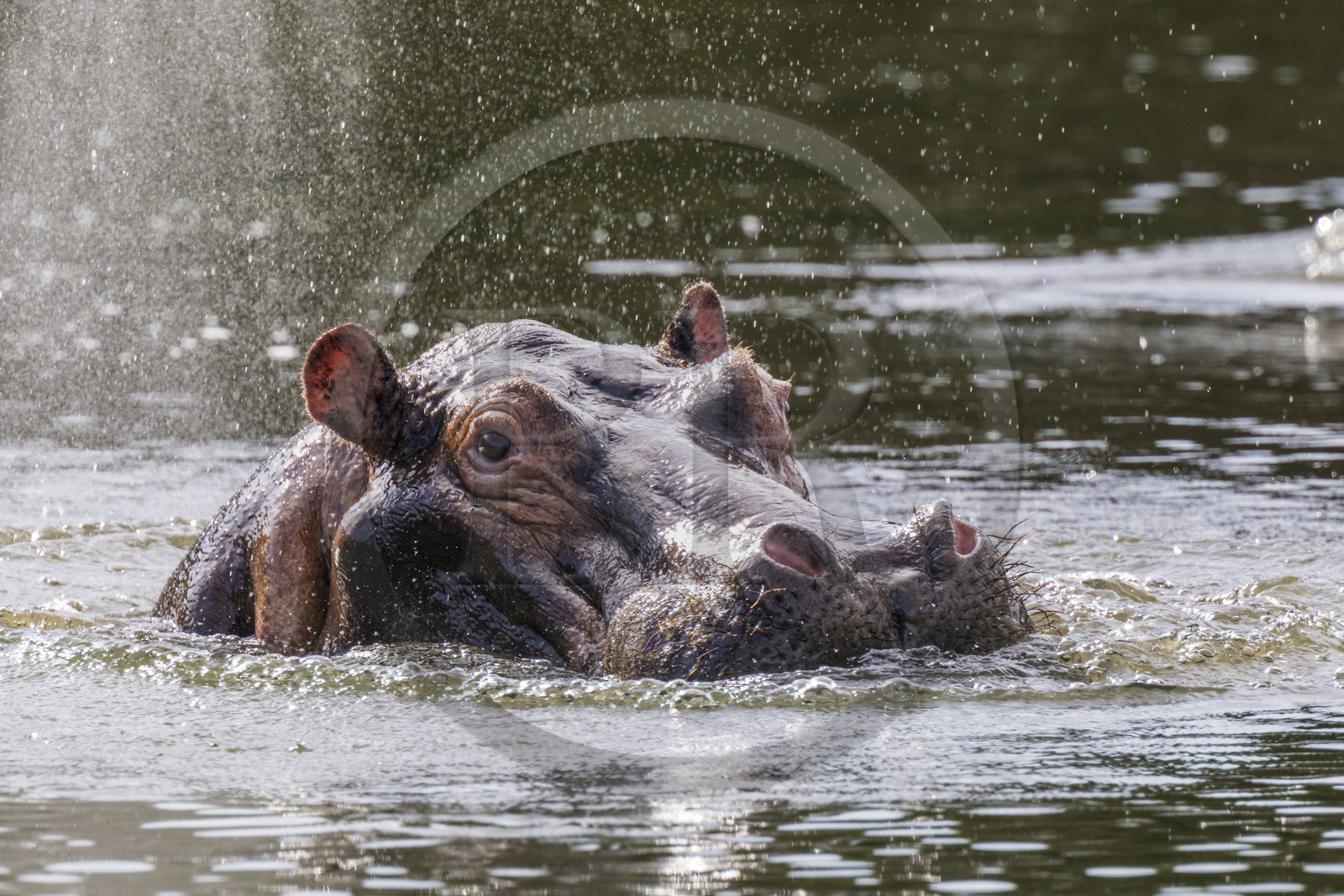 Rwanda, Akagera National Park, Lake Ihema, Hippopotamus (Hippopotamus amphibius) returning to the surface of the water