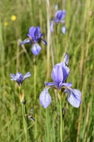 France, Bas Rhin, the Ried towards Herbsheim, the wet meadows, siberian iris (Iris sibirica)