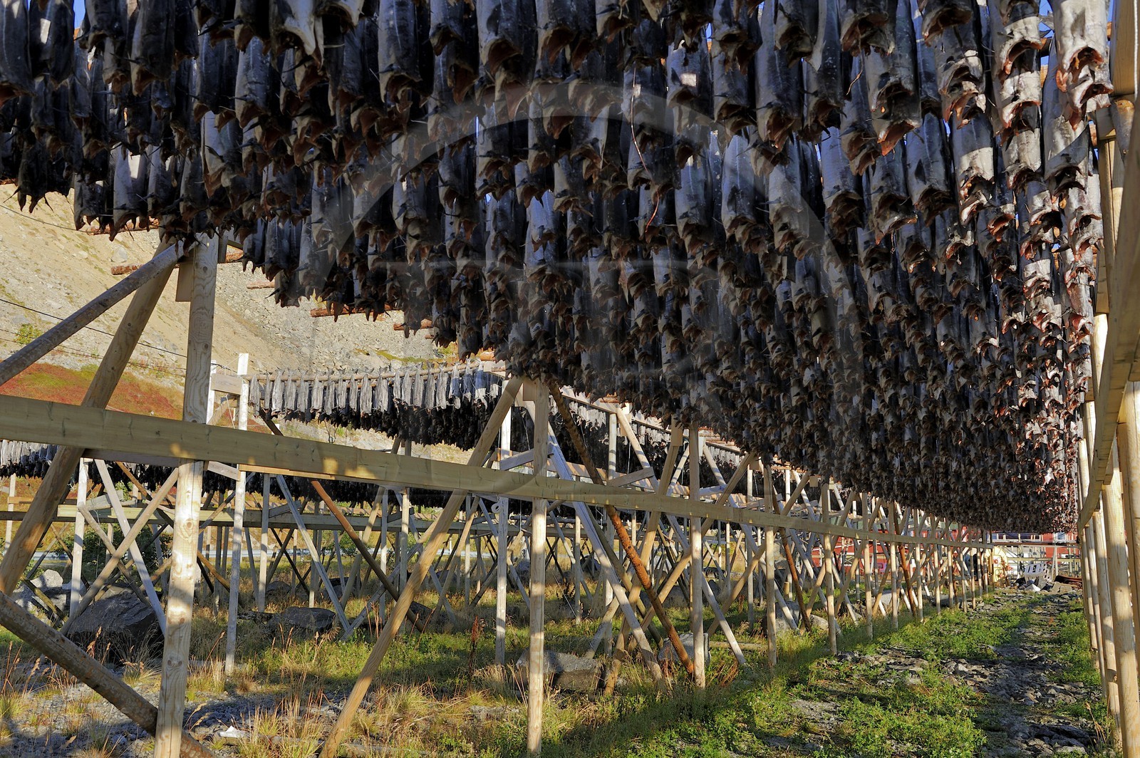 Norvège, Nordland, Îles Lofoten, port de Ballstad dans l'île de Vestvagoy, séchage de la morue