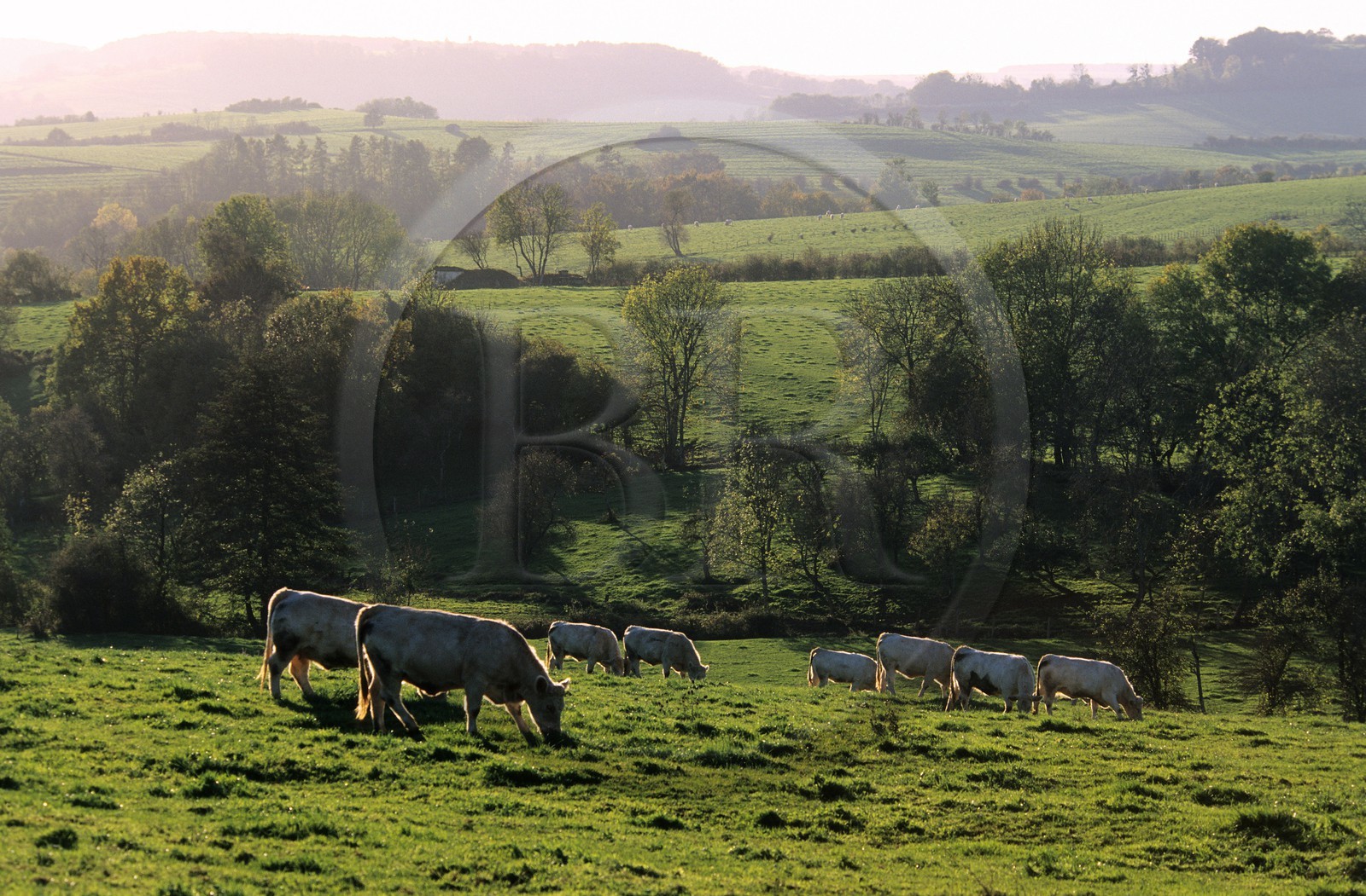 France, Haute Marne, cattle of cows in a field