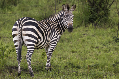 Rwanda, Parc national de l'Akagera, zèbre des plaines (Equus quagga)