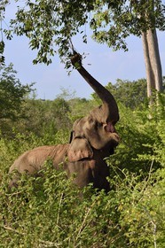 Sri Lanka, province d'Uva, Parc national d'Uda Walawe (Udawalawe National Park), éléphant d'Asie (Elephas maximus)
