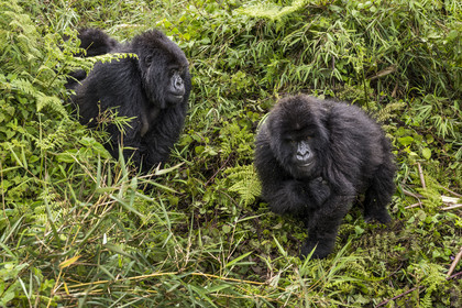 Rwanda, Province du Nord, Parc National des Volcans dans la chaine des Monts Virunga, mont Karisimbi, gorilles des montagnes (Gorilla beringei beringei) du groupe Susa