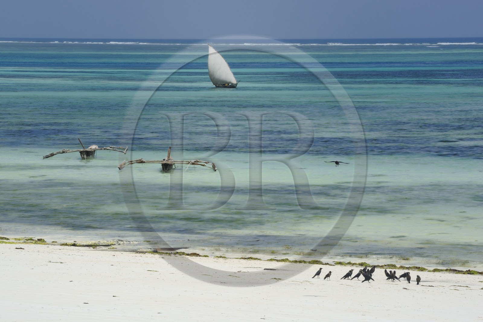 Tanzanie, archipel de Zanzibar, île de Unguja (Zanzibar), côte Sud-Est, Bwejuu, pêcheur sur un dhow (boutre traditionnel)