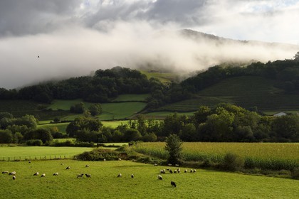 France, Pyrénées-Atlantiques (64), Pays-Basque, Saint-Etienne-de-Baïgorry, mouton manech tête noire