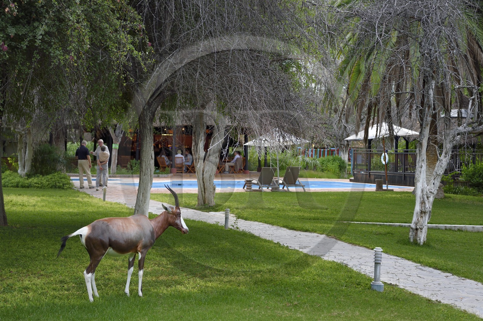 Namibie, région de Oshikoto, Mokuti Etosha Lodge