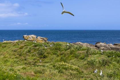 France, Finistère, Abers Country (Pays des Abers), Ile Vierge (Virgin Island) in the Lilia archipelago, many gulls populate the island during the nesting period