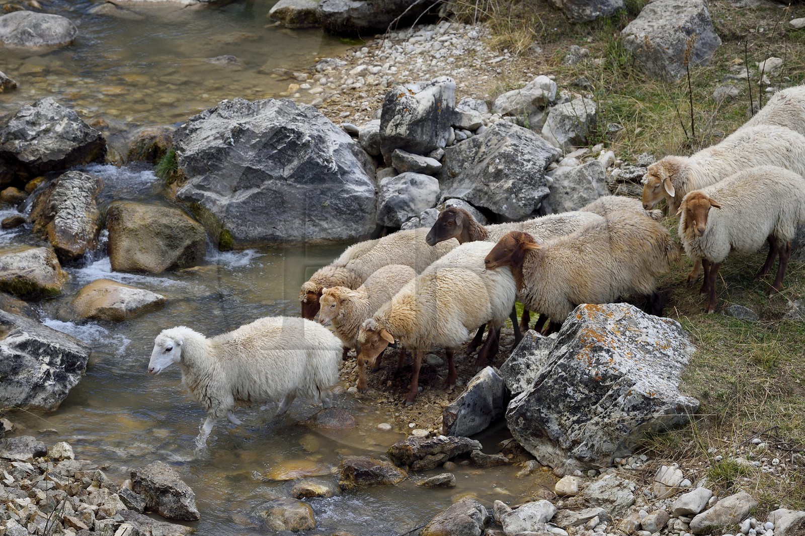 Azerbaïdjan, région de Quba (Guba), chaine de montagne du Grand Caucase, randonnée entre le village de Qalaxudat et de Giriz, moutons traversant une rivière