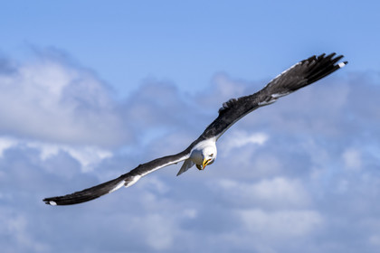France, Finistère, Abers Country (Pays des Abers), Ile Vierge (Virgin Island) in the Lilia archipelago, sea gull