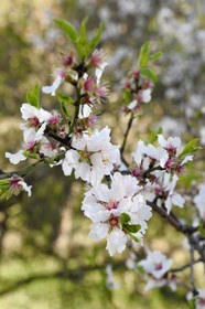 France, Bouches-du-Rhône (13), Marseille, l'Estaque, amandier en fleurs