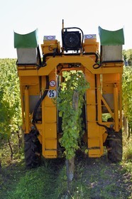 France, Haut-Rhin (68), Route des vins d'Alsace, Hunawihr, labellisé Les Plus Beaux Villages de France, vendanges avec une machine à vendanger mécanique