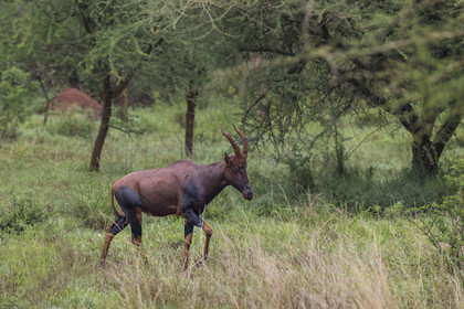 Rwanda, Parc national de l'Akagera, antilope Topi (Damaliscus korrigum)