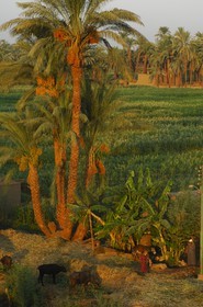 Egypte, Haute Egypte, vallée du Nil, Louxor, champ sur la rive ouest (vue aérienne)