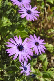France, Bouches du Rhone, Marseille, National Park of the Calanques, Calanque de Sormiou, Calanque de Sormiou (cove), African Daisies (Osteospermum)