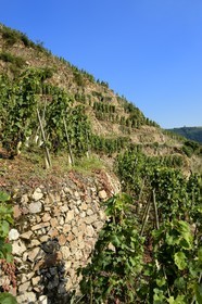 France, Rhône (69), Parc Naturel Régional du Pilat, Ampuis, vignoble AOC Côte Rôtie du domaine de Gilles Barge, vignes sur échalas et coteaux organisés en terrasses soutenues par des murets de pierres sèches appelés chaillées
