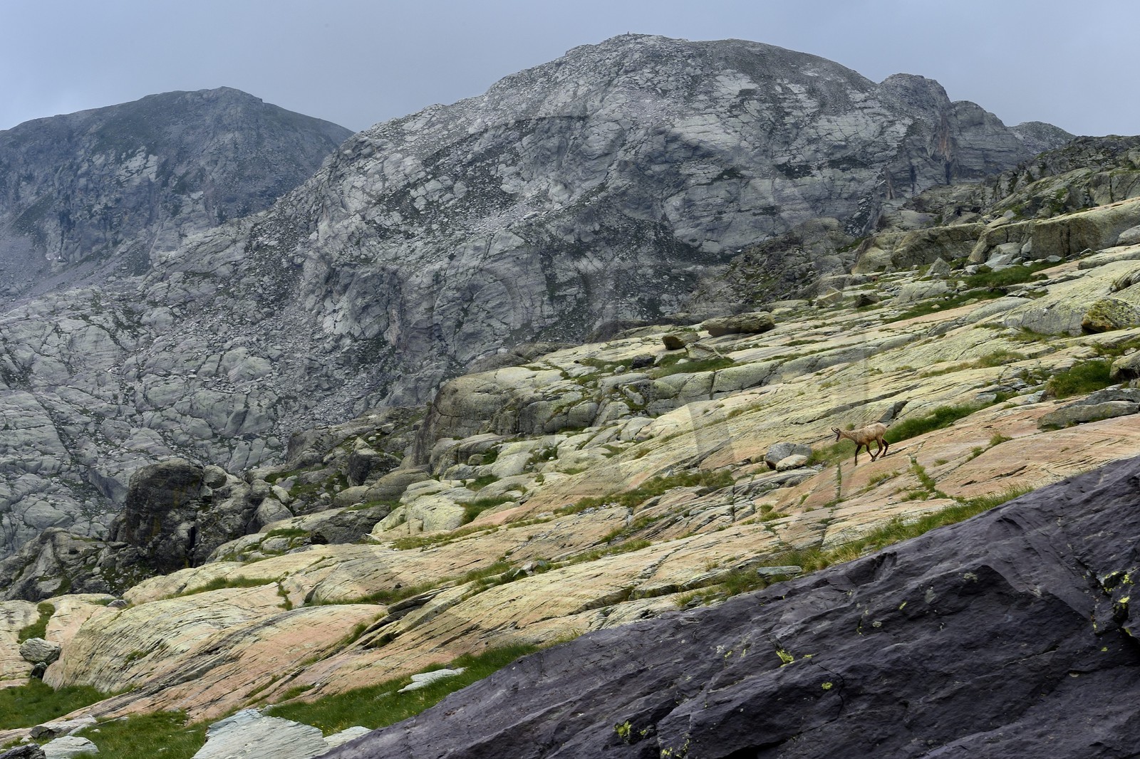 France, Alpes-Maritimes (06), parc national du Mercantour, Vallée des Merveilles parsemée de milliers de gravures rupestres de l'Age de bronze, chamois sur la dalles de schiste jaune des chiappes