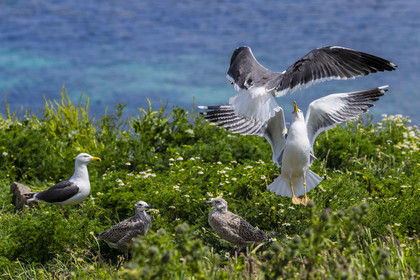 France, Finistère, Abers Country (Pays des Abers), Ile Vierge (Virgin Island) in the Lilia archipelago, many gulls populate the island during the nesting period