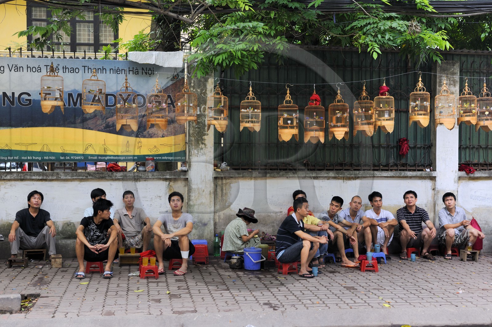 Vietnam, Hanoï, collectionneurs et vendeurs d'oiseaux observant toute la journée durant leurs protégés