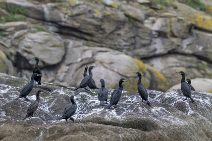 France, Finistère (29), Carantec, Réserve ornithologique des îlots de la Baie de Morlaix, Cormoran huppé (Gulosus aristotelis)