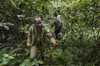 Rwanda, Province de l’Ouest, Gisakura, Parc national de Nyungwe, le garde de African Parks Claver Mtoyinkima guidant des touristes sur la piste des Colobes de Ruwenzori (Colobus angolensis ruwenzorii) pendant un safari à pied dans la forêt tropicale humide naturelle