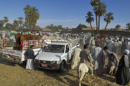Egypte, Haute Egypte, Daraw au nord d'Assouan, marché aux vaches