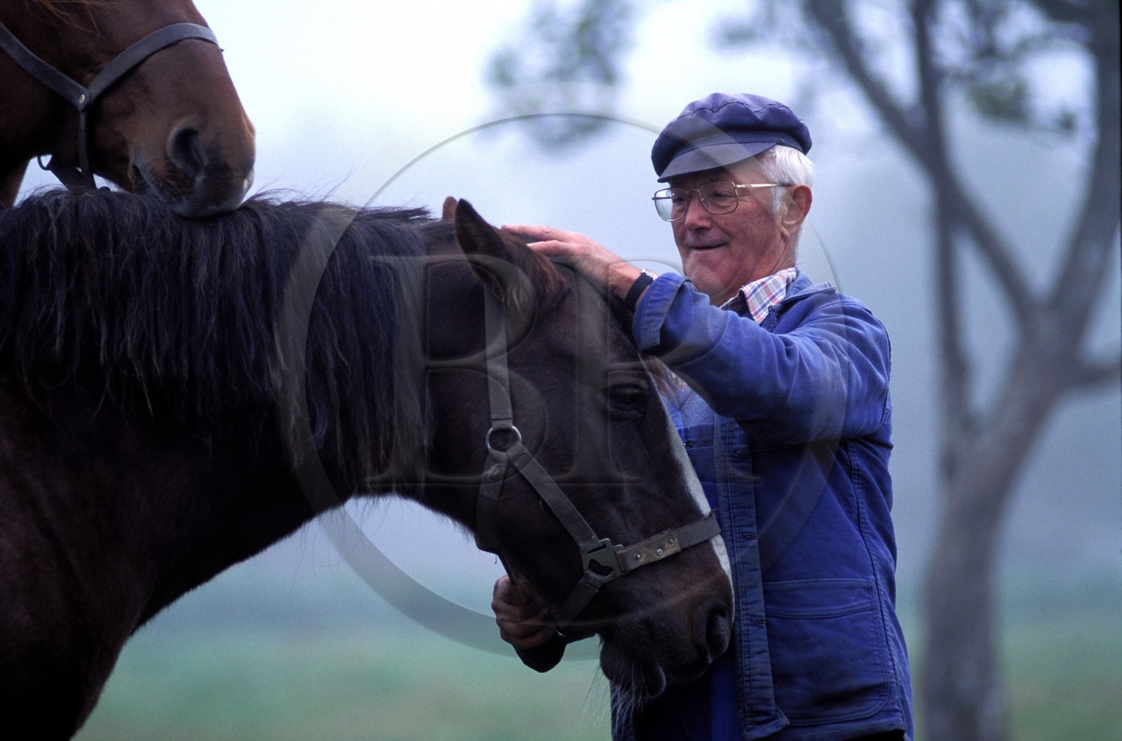 France, Ille-et-Vilaine (35), un paysan avec ses chevaux (région de Beauvais)