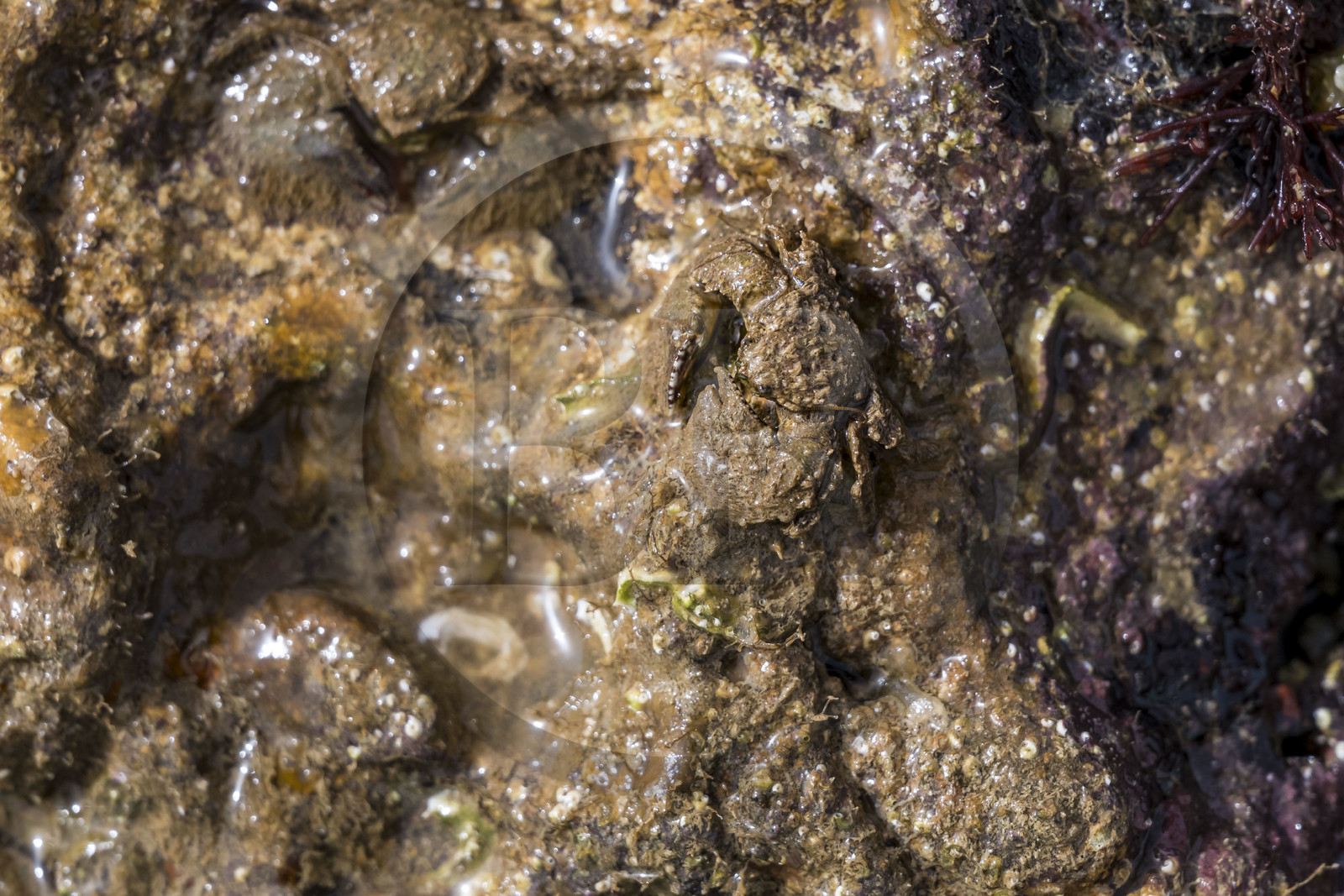 France, Charente-Maritime (17), Ile d'Oléron, Saint-Georges-d'Oléron, sur l’estran de la plage des Sables Vignier à marée basse, porcelane, très petit pseudo-crabe de l'espèce Porcellana platycheles vivant sous les rochers