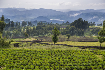 Rwanda, Province du Nord, District de Musanze (Ruhengeri), culture des champs sur les pentes volcaniques du mont Karisimbi dans les montagnes des Virunga en bordure du Parc national des Volcans où vivent les gorilles, champs de pommes de terre