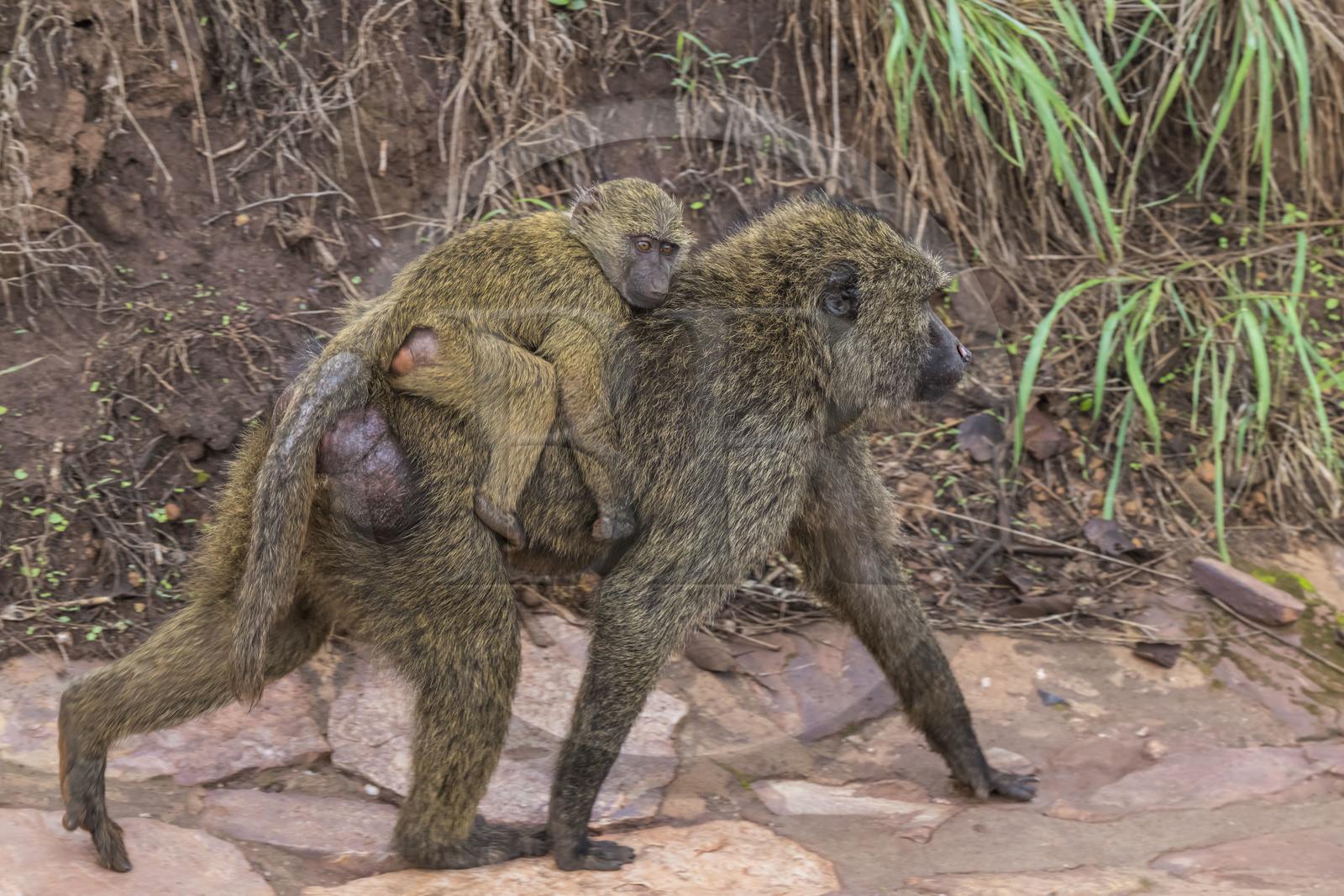 Rwanda, Parc national de l'Akagera, babouin olive (Papio anubis) portant un petit